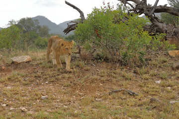 Afrikanischer Löwe / African lion / Panthera leo...