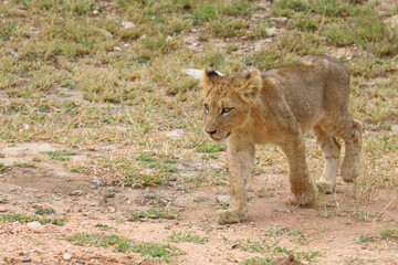 Afrikanischer Löwe / African lion / Panthera leo...