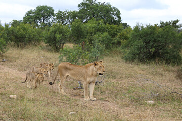 Afrikanischer Löwe / African lion / Panthera leo...