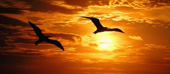 Foto op Canvas Two frigate birds fly side by side during a sunset in Santa Cruz, Galapagos Islands. © 2rogan