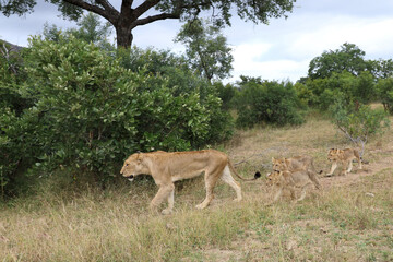 Afrikanischer Löwe / African lion / Panthera leo...