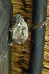Mauritius-Grabfledermaus / Mauritian tomb bat / Taphozous mauritianus