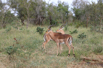 Schwarzfersenantilope / Impala / Aepyceros melampus