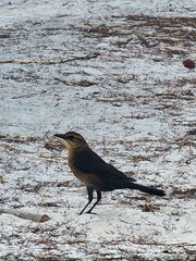 wild bird on the beach shore