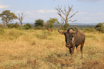 Obraz premium Streifengnu / Blue wildebeest / Connochaetes taurinus