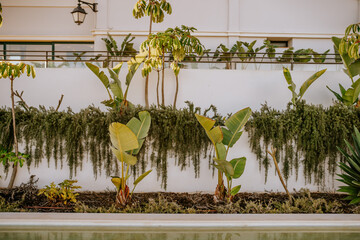 Sotogrante, Spain - January 25, 2024 - Wall with cascading greenery and tropical plants in a landscaped garden with a water feature in front. © Raivo