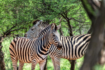 Fototapeta na wymiar zebra walking in the bush, wildlife game reserve in Botswana