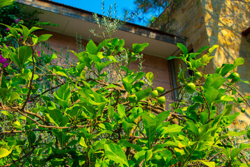 beautiful green / yellow lemons on the tree in Turkey Antalya