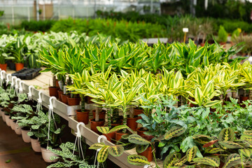 Potted houseplants in salesroom of floral shop or garden center.