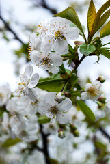 Obraz premium cherry, flowers, white, a lot, spring, garden, leaves, green, tree, branch, macro, day, beautiful, botany, flora, nature, natural