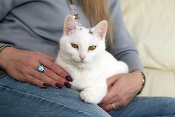 Female hands with beautiful white cat