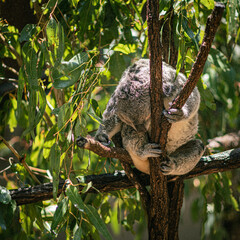 Koala Sleeping in Fork of Tree Branches