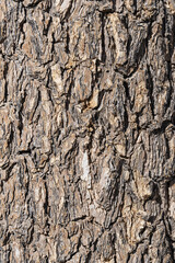 Joshua Tree Bark Background