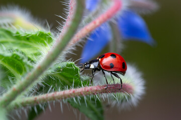 Long-Legged Ladybug Strolling Through the Borage 