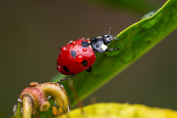 ladybug walking on a prickly borage branch closeup © Sylvia