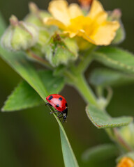 Fototapeta premium Yellow flower and ladybug on leaf