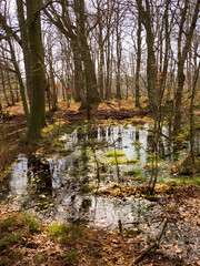 Felmer Moor im Frühjahr