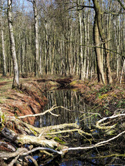 Felmer Moor im Frühjahr