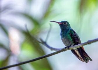 Rufous-tailed Hummingbird (Amazilia tzacatl) in Central America
