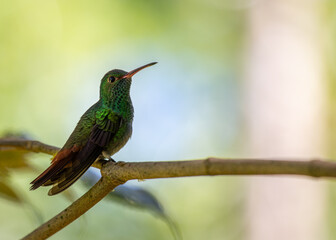 Rufous-tailed Hummingbird (Amazilia tzacatl) in Central America