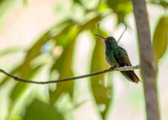 Rufous-tailed Hummingbird (Amazilia tzacatl) in Central America