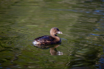 Pied-billed Grebe (Podilymbus podiceps) in North America