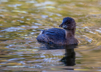 Pied-billed Grebe (Podilymbus podiceps) in North America
