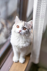 窓際で座りながら見つめてくるスコティッシュフォールドの子猫