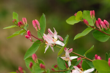 Branch of Tatarian honeysuckle with pink bloom and green leaves.