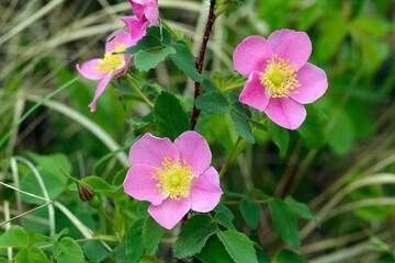 Naklejka premium Pink fragrant flowers of Wild rose with green foliage.