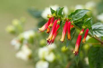 Exotic red and yellow trumpet flowers of Cuphea in the garden.
