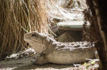 Tuatara are reptiles endemic to New Zealand. Despite their close resemblance to lizards, they are part of a distinct lineage, the order Rhynchocephalia.