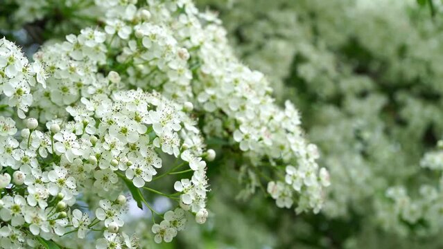 Flowering branches of spirea or hawthorn sway in the spring wind. A close up view of a flowering tree.