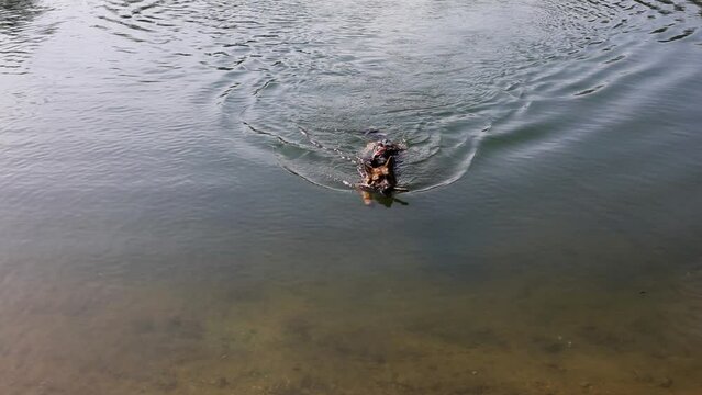 Sheep dog swims by pond with stick at spring day in park.