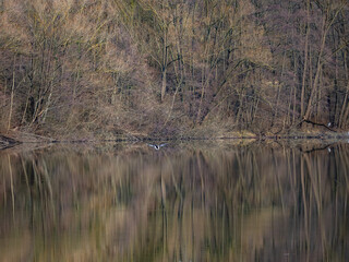 Waldsee im Winter