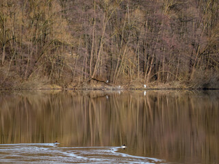Waldsee im Winter