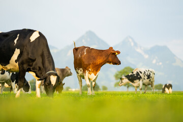 Cows in a mountain field. Cow at alps. Brown cow in front of mountain landscape. Cattle on a...