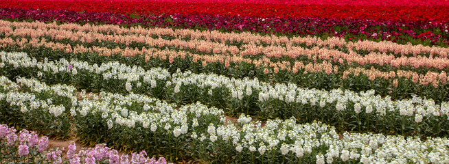 Rows of pink, white, peach, and red ranunculus flowers in southern California United States