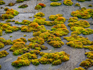 Viel Moos auf einem Flachdach