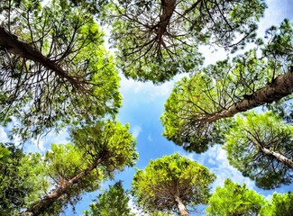 Fototapeta premium Trees from below