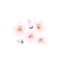 Fototapeta na wymiar 桜、sakura