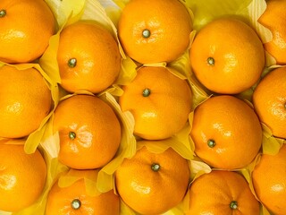 Cheonhyehyang Jeju orange setoka citrus