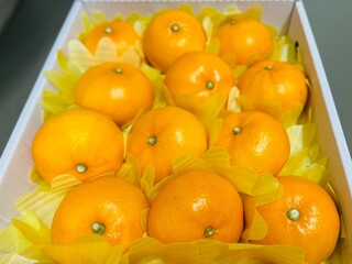 Cheonhyehyang Jeju orange setoka citrus