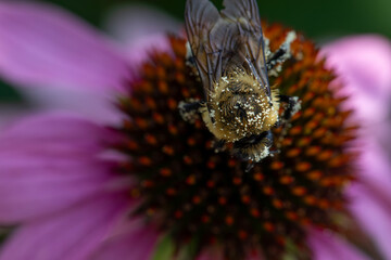 A bumblebee pollinating a echinacea flower.