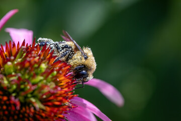 A bumblebee pollinating a echinacea flower.