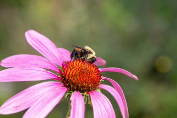 A bumblebee pollinating a echinacea flower.