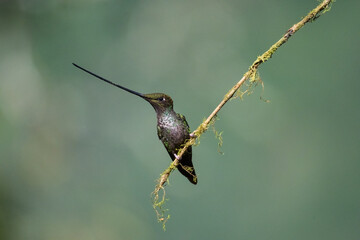 Swordbill Hummingbird Perched on a branch with a green shallow depth of field