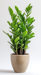 A close-up of a vibrant zamioculcas, a tropical plant native to Africa, in an elegant terracotta pot. The green foliage contrasts with the white background, creating a minimalist and stylish image.