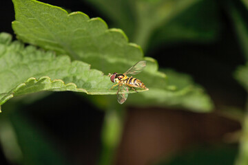 hover fly on leaf