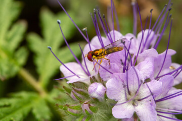 hover fly hiding in purple flower